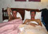 bett.jpg (22581 Byte)